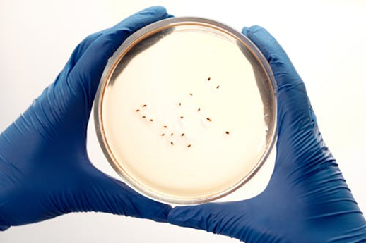 Agar Media Quality Checks That Reduce False Positives in Routine Microbiology