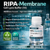 RIPA-Membrane Cell Lysis Buffer (1X)